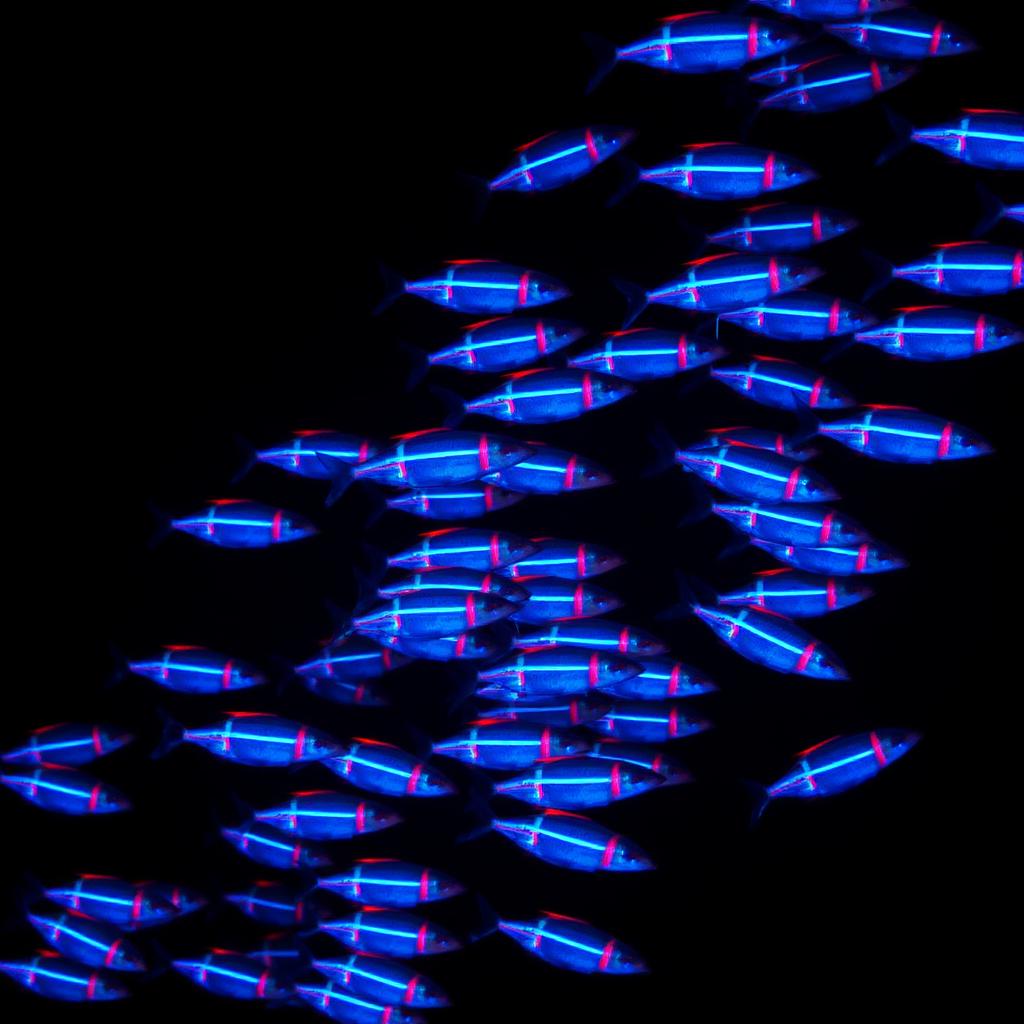 Neon Tetra · 10pk